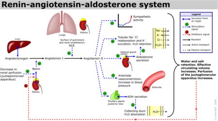 Angiotensin-Converting Enzyme - Proteopedia, life in 3D