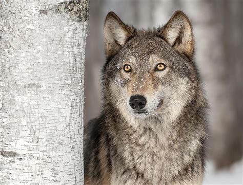 What Is the World's Largest Species of Wolf? - WorldAtlas