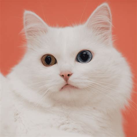 How To Breed Odd Eyed Cats? Heterochromia Explained