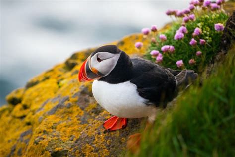 The Newfoundland and Labrador "Big 3": Whales, Seabirds, and Icebergs