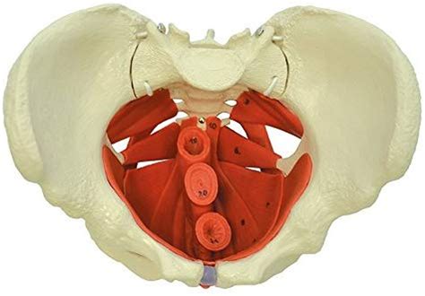 Female Pelvis with Pelvic Floor Muscles | Rudiger Anatomie A267