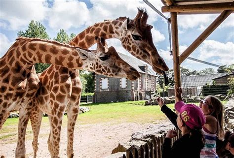 Comment les zoos rivalisent d’imagination pour vous séduire - Edition ...