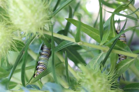 Swan Plant Milkweed - Local Seeds