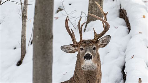 3-antlered deer spotted by photographer in Michigan's Upper Peninsula