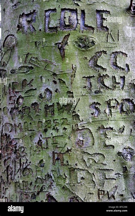 Old tree carvings in a beech tree Stock Photo - Alamy