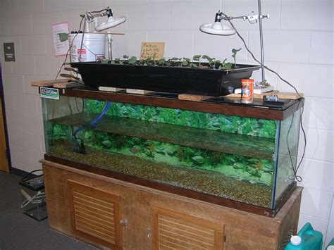 25+ Super Easy Aquaponics Diy Fishtank That You May Make It Self ...