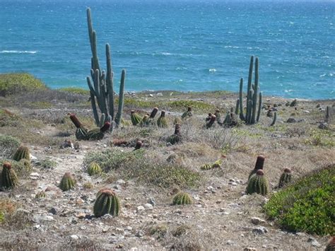 Guanica Dry Forest, a photo from Puerto Rico, Other | TrekEarth ...