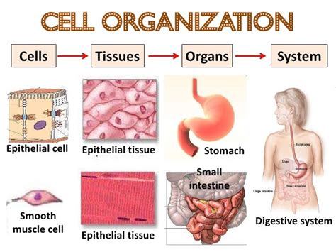 Science Y7 Cells Diagram | Quizlet