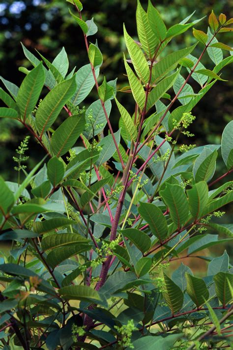 A Closer Look at Poison Sumac — In Defense of Plants