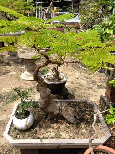 Chiêm ngưỡng những chậu bonsai hoa phượng đỏ - 23/06/2024