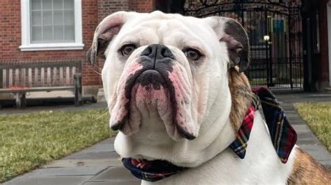 The Long History Of Yale's Mascot, Handsome Dan, Explained