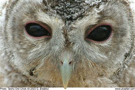 Tawny Owl Chicks - UK Safari