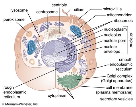 Rough Er In A Plant Cell