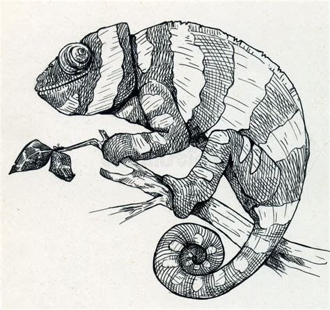 Chameleon Original Pencil Drawing Drawing & Illustration Pencil jan ...