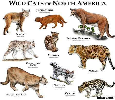 Wildcats of North America | Wild cat species, Wild cats, Small wild cats