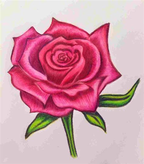 Afficher Limage Dorigine Rose Coloring Pages Flower Drawing Old | Porn ...