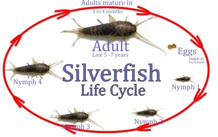 Silverfish Life Cycle: eggs & nymphs (baby)