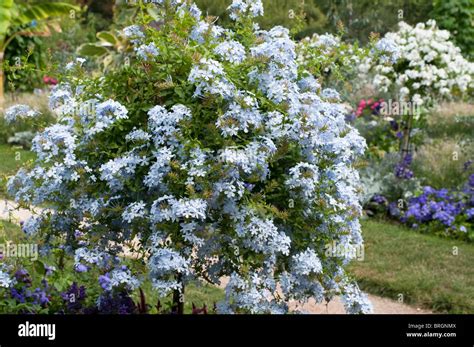 Blue Plumbago or leadwort Stock Photo - Alamy