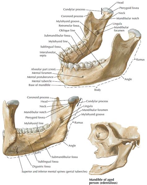 Mandible jaw bone anatomy, parts, function & mandible dislocation