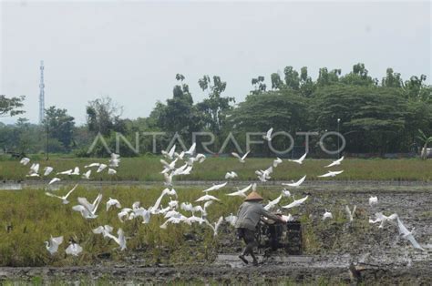 Burung kuntul di lahan pertanian | ANTARA Foto