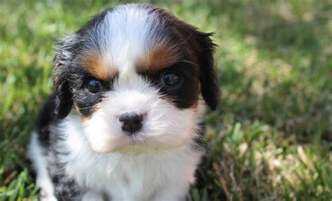 Cavalier King Charles Spaniel Puppy for Sale - Adoption, Rescue for ...