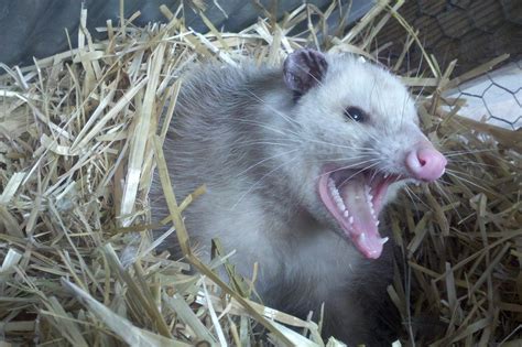 Opossum Possum Teeth - Free photo on Pixabay - Pixabay