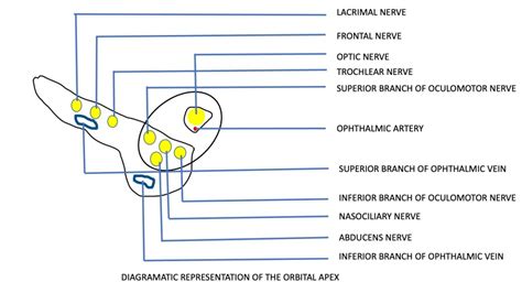 [Figure, Schematic representation of the orbital...] - StatPearls ...