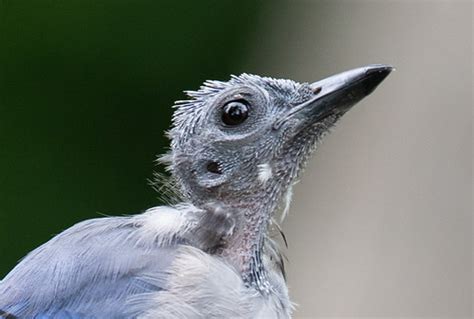 Molting adult Blue Jay | This one's pretty bald right now | Flickr