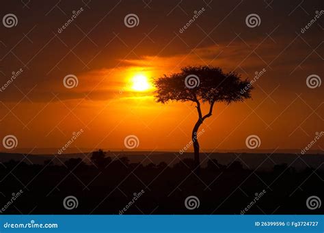 Sunset on the Savanna stock photo. Image of mara, orange - 26399596