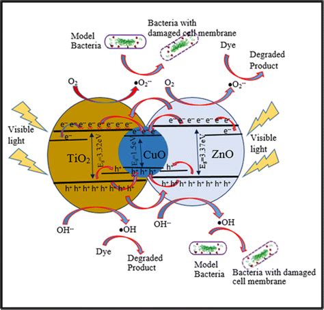 Photocatalytic degradation mechanism of dyes and bacteria by ...