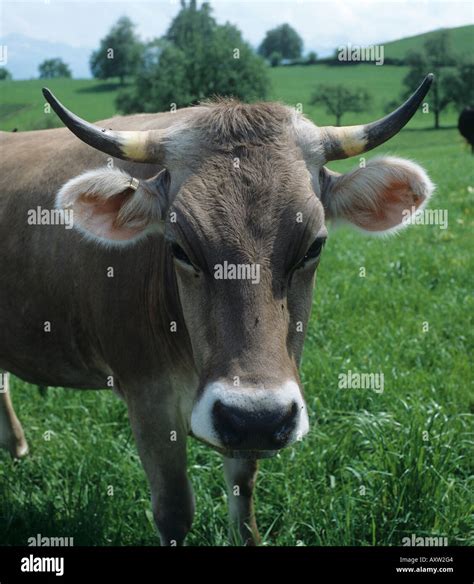 Brown Swiss Cow High Resolution Stock Photography and Images - Alamy