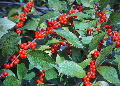 Winterberry Holly (Ilex verticillata)