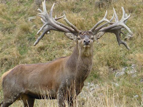 Red Deer – A guide to Irelands protected habitats & species