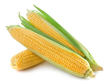 CORN ON THE COB – Season Harvest