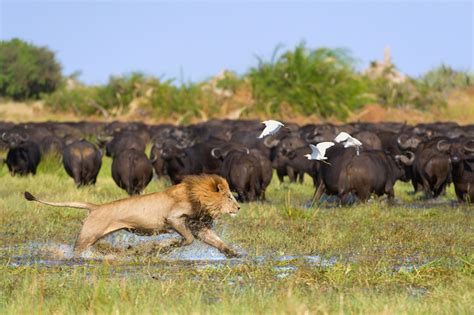 The Okavango: why you need a safari in Botswana's delta - Lonely Planet