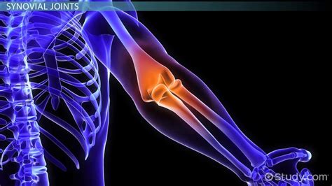 Major Bones In The Human Body Worksheet - Bone Classification Anatomy ...