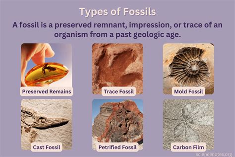 Fossils and Evolution Notes | Knowt