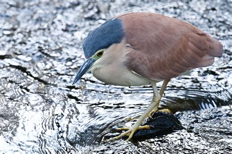 Birds - Nankeen Night-Heron — Friends of Lane Cove NP