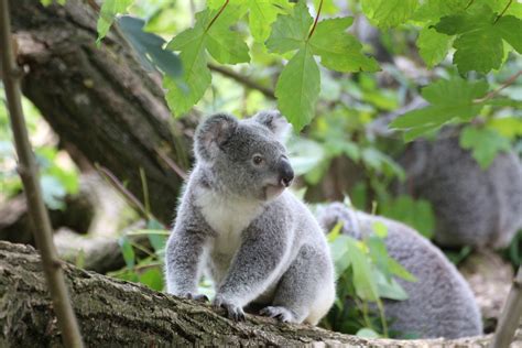 A List Of Australian Outback Animals Found In The Opal Fields