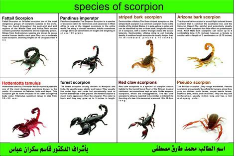 Species of scorpion Human Muscle Anatomy, Beetle Insect, Acrylic Paint ...