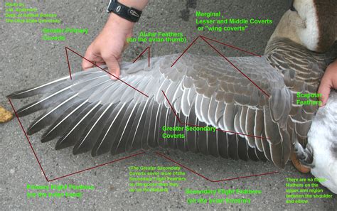 bird wing anatomy | Wing anatomy, Wings drawing, Bird wings