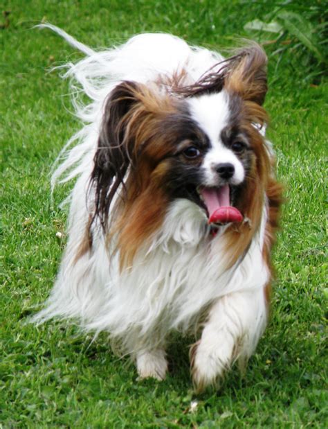 Papillon Dog Breed - Pictures, Information, Temperament ...