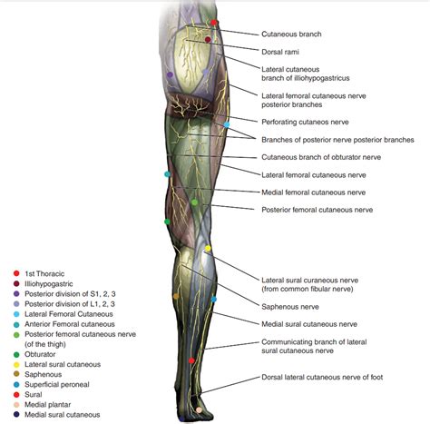 Lateral Cutaneous Nerve Anatomy