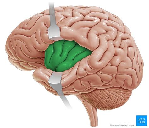 Topography of the cerebral hemispheres | Cerebral cortex, Brain ...