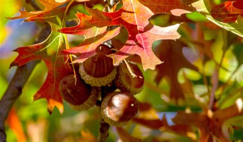 Acorns on Texas red oak. | Red oak, Acorn, Fruit