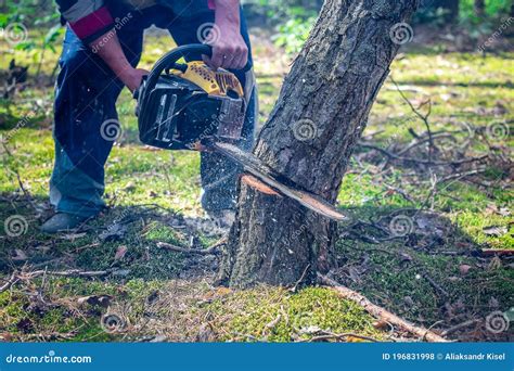 Tree Cutting Concept. Trees Being Cut Down In A Dense Forest ...