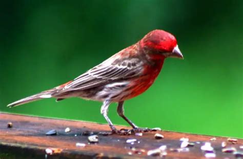 House Finch - Description, Habitat, Image, Diet, and Interesting Facts