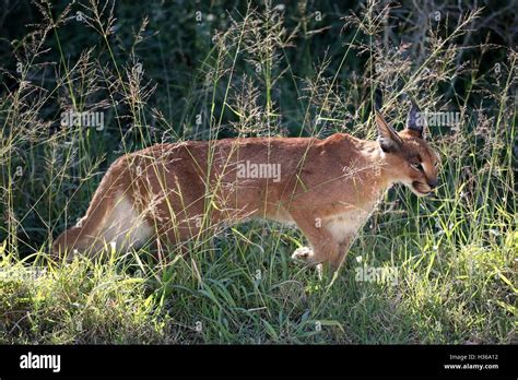 African Lynx or Caracal Hunting Stock Photo - Alamy