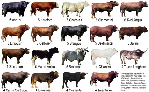 Cow Breeds | Cattle farming, Cattle ranching, Breeds of cows