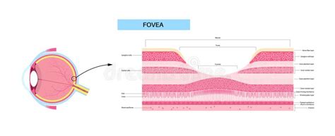 Macula fovea and foveola stock illustration. Illustration of cone ...